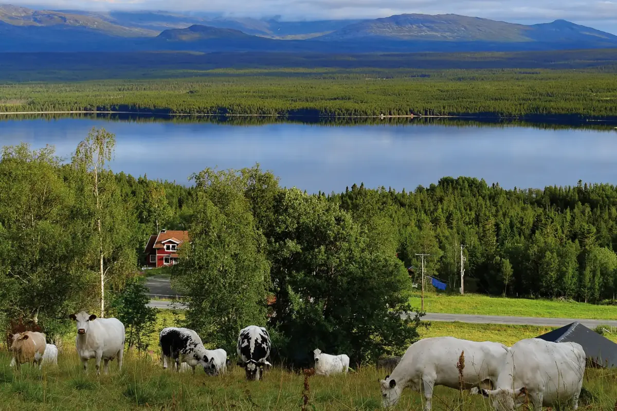 Kor i sommarhagen ovanför sjön