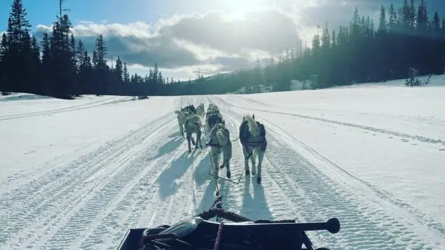 Hundspann på väg över snön mellan granarna, sett från släden