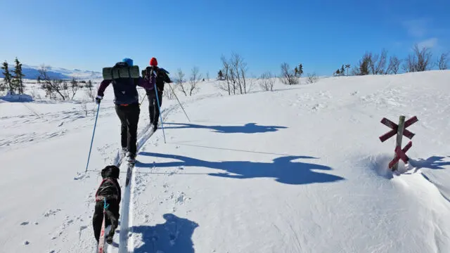 Turskidåkare med hund på led över kalfjället