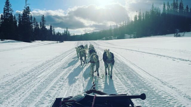 Svart hantlar i rad